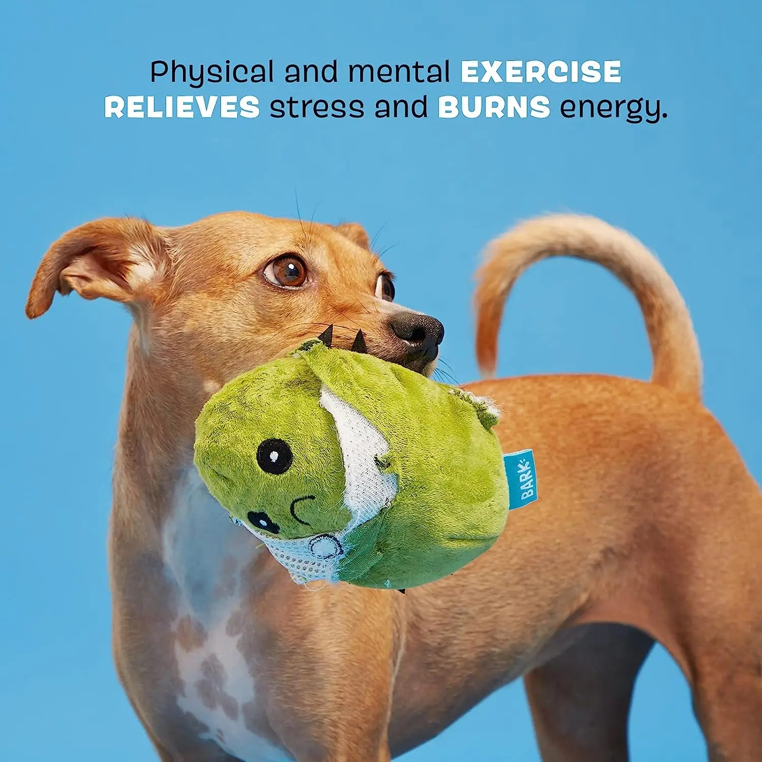 BARK's Fun-Filled Consuela the Cactus Interactive Dog Toy