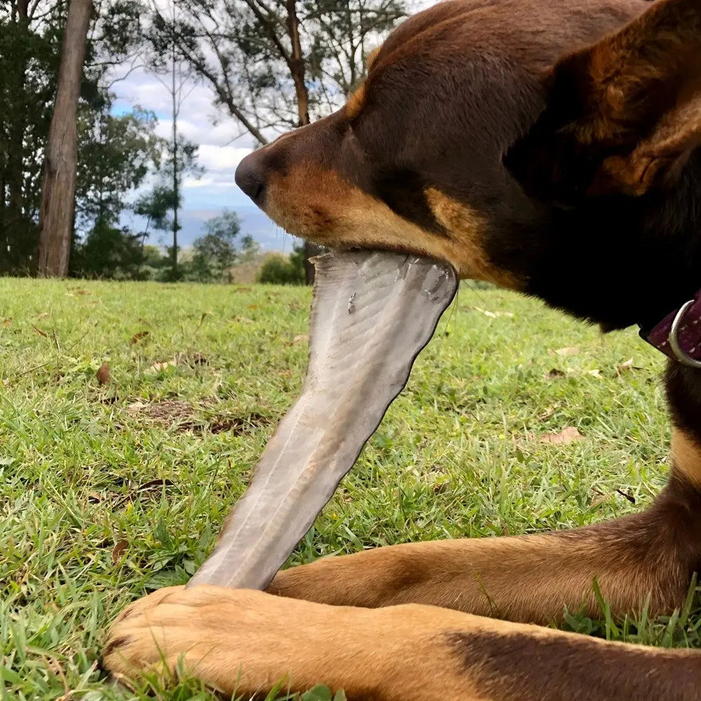 Lulu's Kitchen Premium Australian Shark Tails Dog Treats for Long - Lasting Chewing