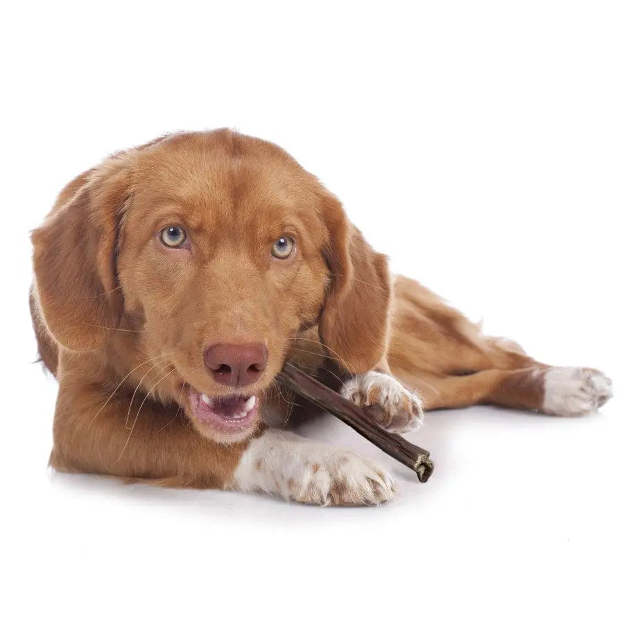 12 oz Cadet All - Natural Beef Esophagus Sticks, Ideal Dog Chew Treats