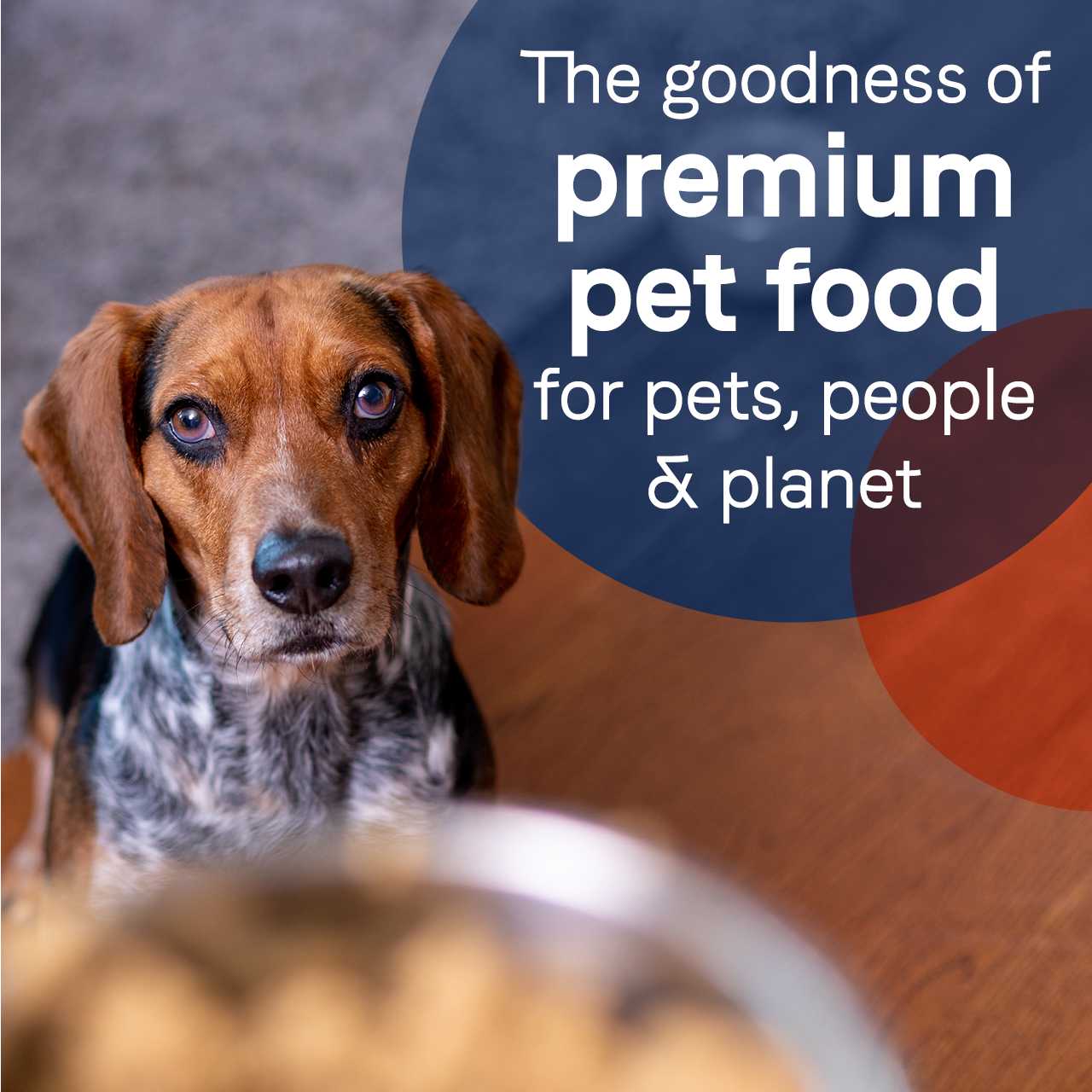 CANIDAE PURE 12-Pack Grain-Free 13 oz Wet Dog Food