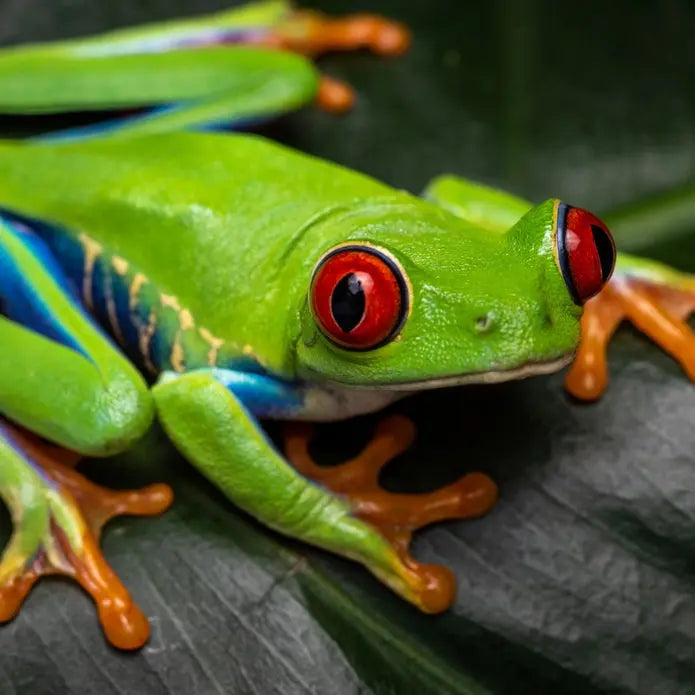 TropicZone Premium Soft Serve Diet for Amphibians