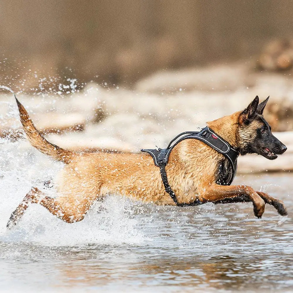 Belka Adjustable Step-in Reflective Harness for Big Dogs - Choke-Free Design