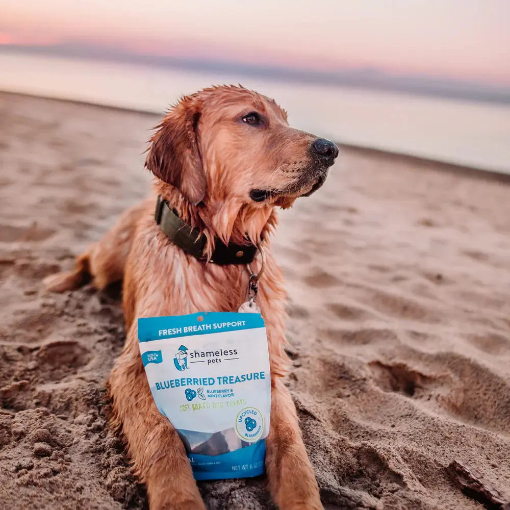 Shameless Pets Blueberry - Infused Soft Baked Delightful Dog Treats: A Treasure for Your Furry Friend