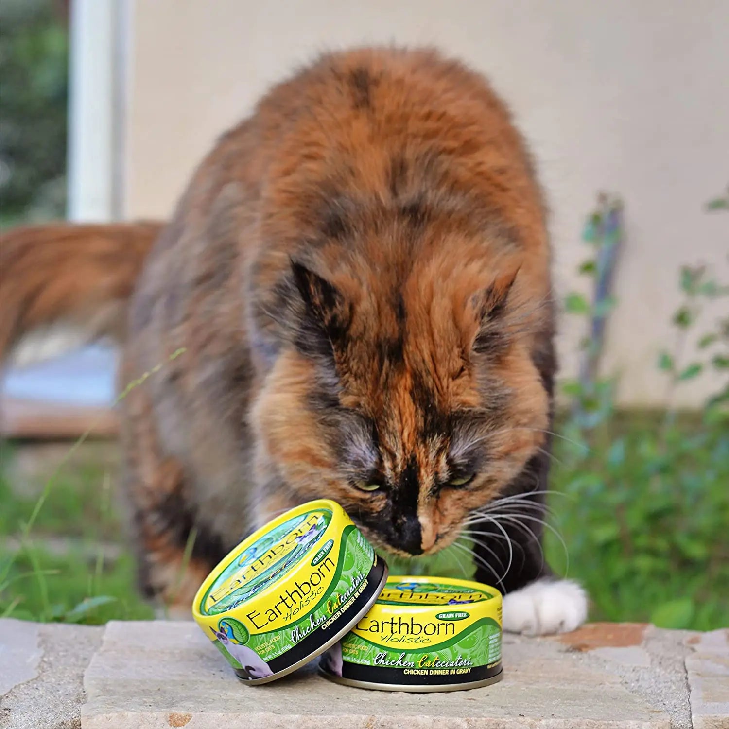 Earthborn Holistic Grain-Free Wet Cat Food with Savory Chicken Catcciatori