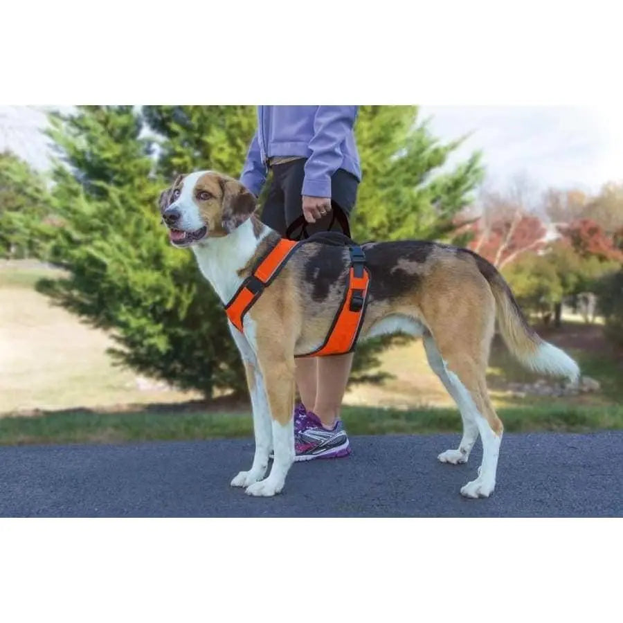 EasySport Adjustable and Super Comfortable Dog Harness for Daily Use