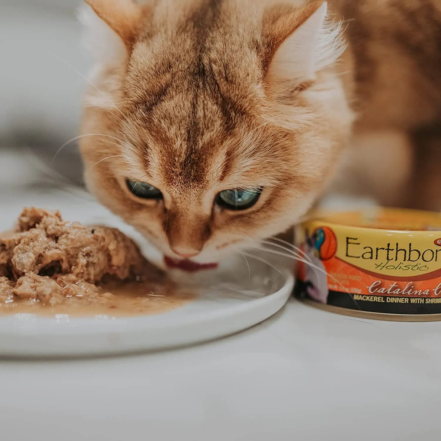 Earthborn Holistic Grain-Free Wet Cat Food - Catalina Catch with Wild-Caught Mackerel and Shrimp