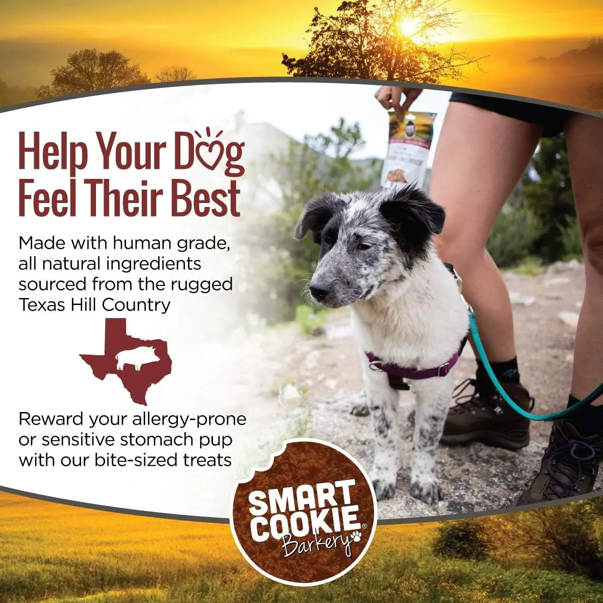 Gourmet Grain-Free Dog Treats: Smart Cookie Wild Boar & Sweet Potato Delight