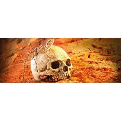 Exo Terra Realistic Primate Skull Decoration for Terrariums