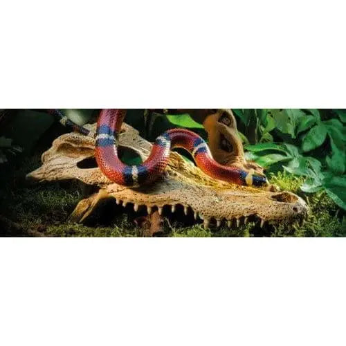 Exo Terra Decorative Crocodile Skull for Terrariums - Realistic Terrarium Ornament