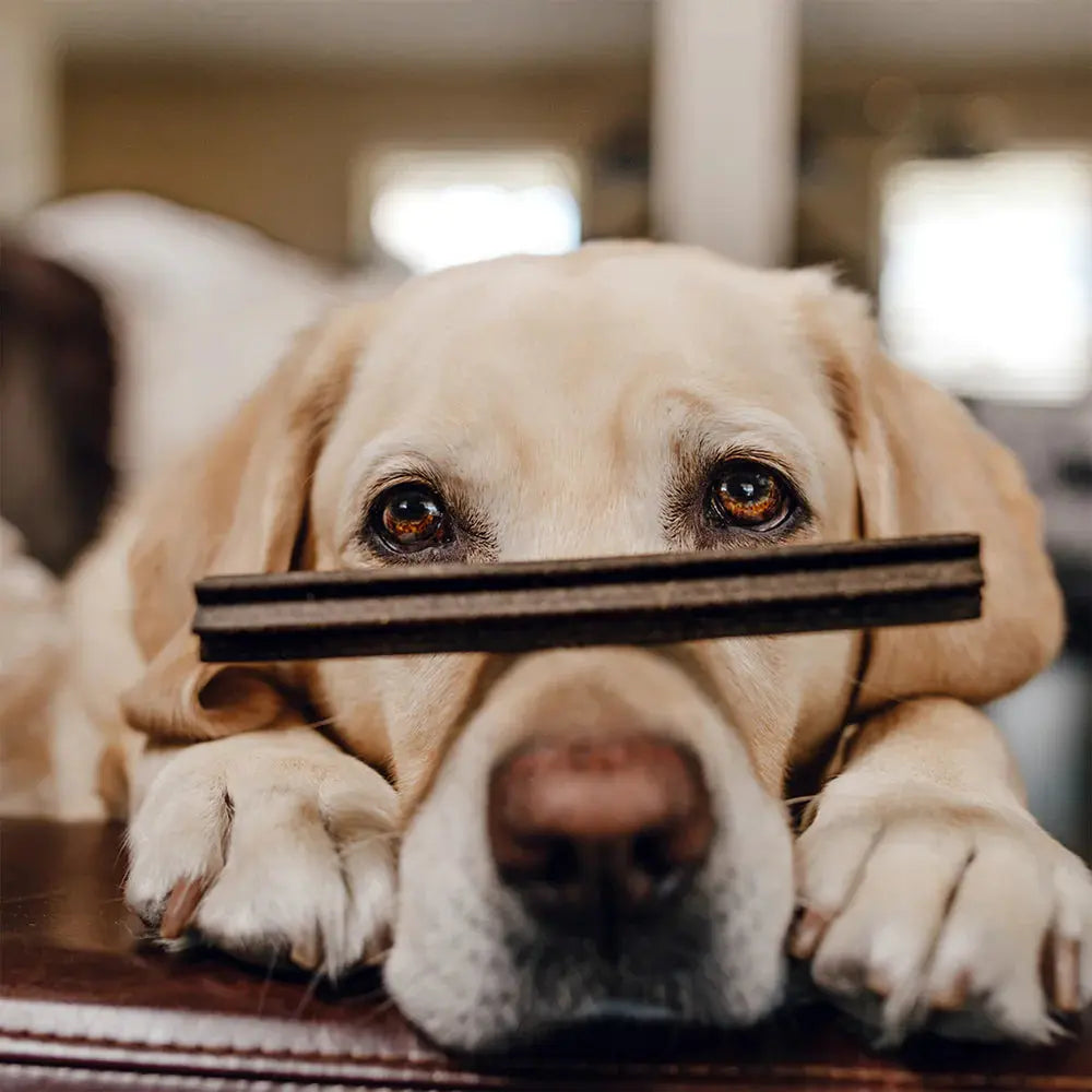 Shameless Pets All - Natural Berry - Flavored Dental Sticks Dog Treats