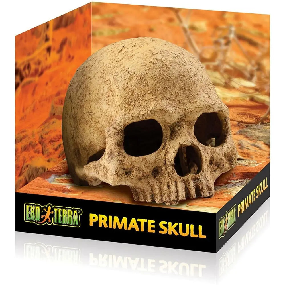 Exo Terra Realistic Primate Skull Decoration for Terrariums