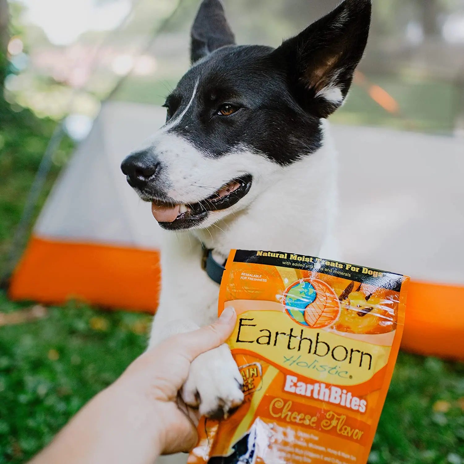 Earthborn Holistic Grain - Free Cheesy Soft Dog Treats EarthBites