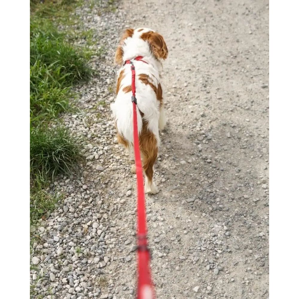EzyDog 72-Inch Zero Shock Lite Bungee Dog Leash for Small Breeds