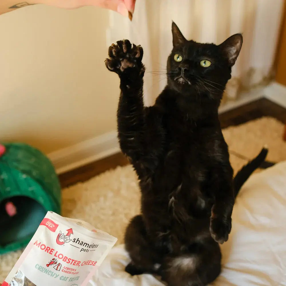 Shameless Pets Premium Lobster & Cheese Crunchy Cat Treats