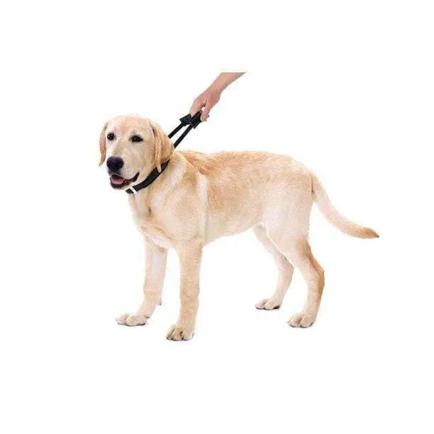 Sherpa's Pet Trading Co. Integrated Leash Dog Collar in Black