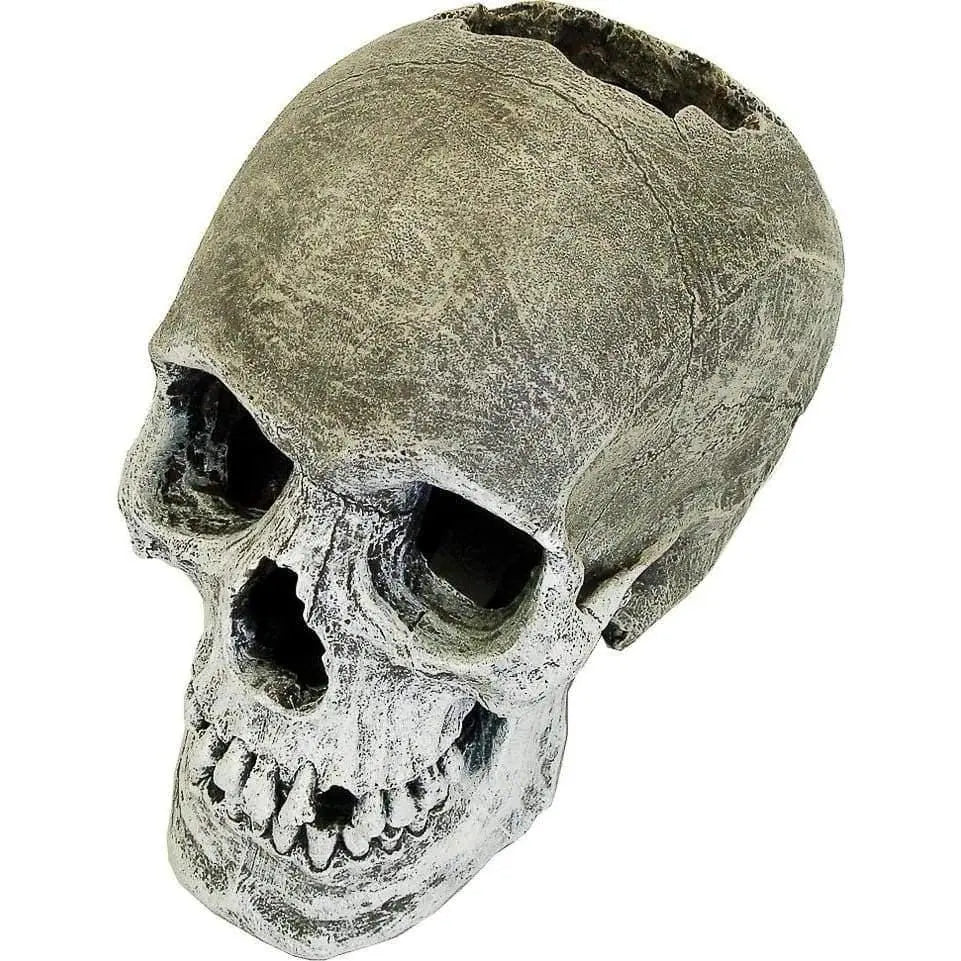 Exquisitely Detailed Life-like Human Skull for Aquatic Environments