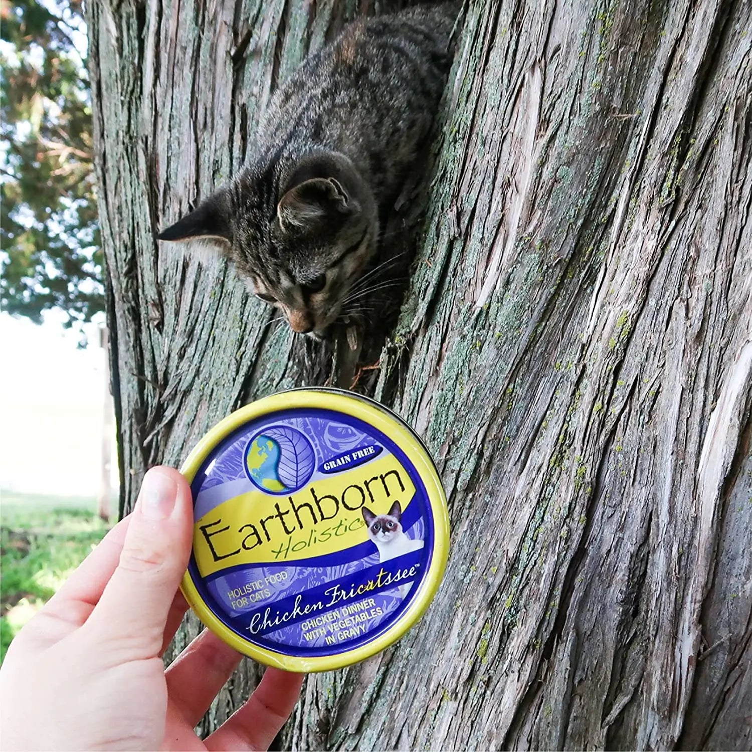 Earthborn Holistic Grain-Free 5.5 oz Chicken Fricatssee Wet Cat Food, 24 Packs