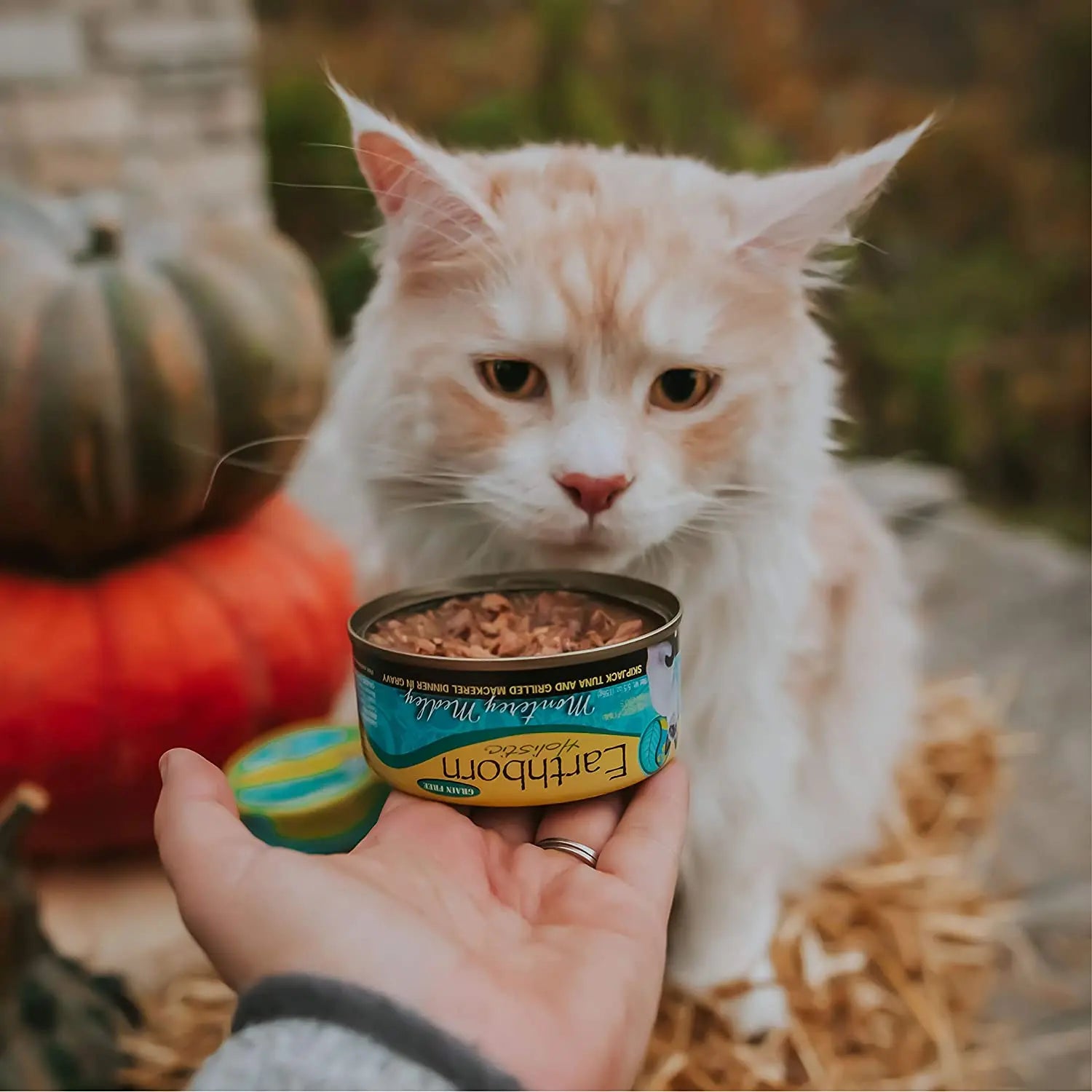 Earthborn Holistic Grain-Free Wet Cat Food - Monterey Medley with Skipjack Tuna and Grilled Mackerel