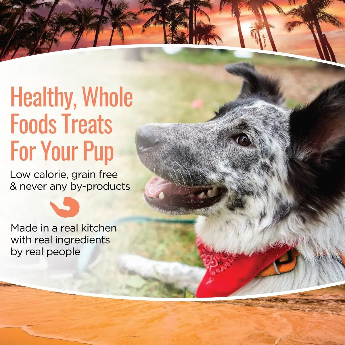 Smart Cookie Grain-Free Soft and Chewy Dog Treats with Shrimp and Coconut, 5 Ounce Pack