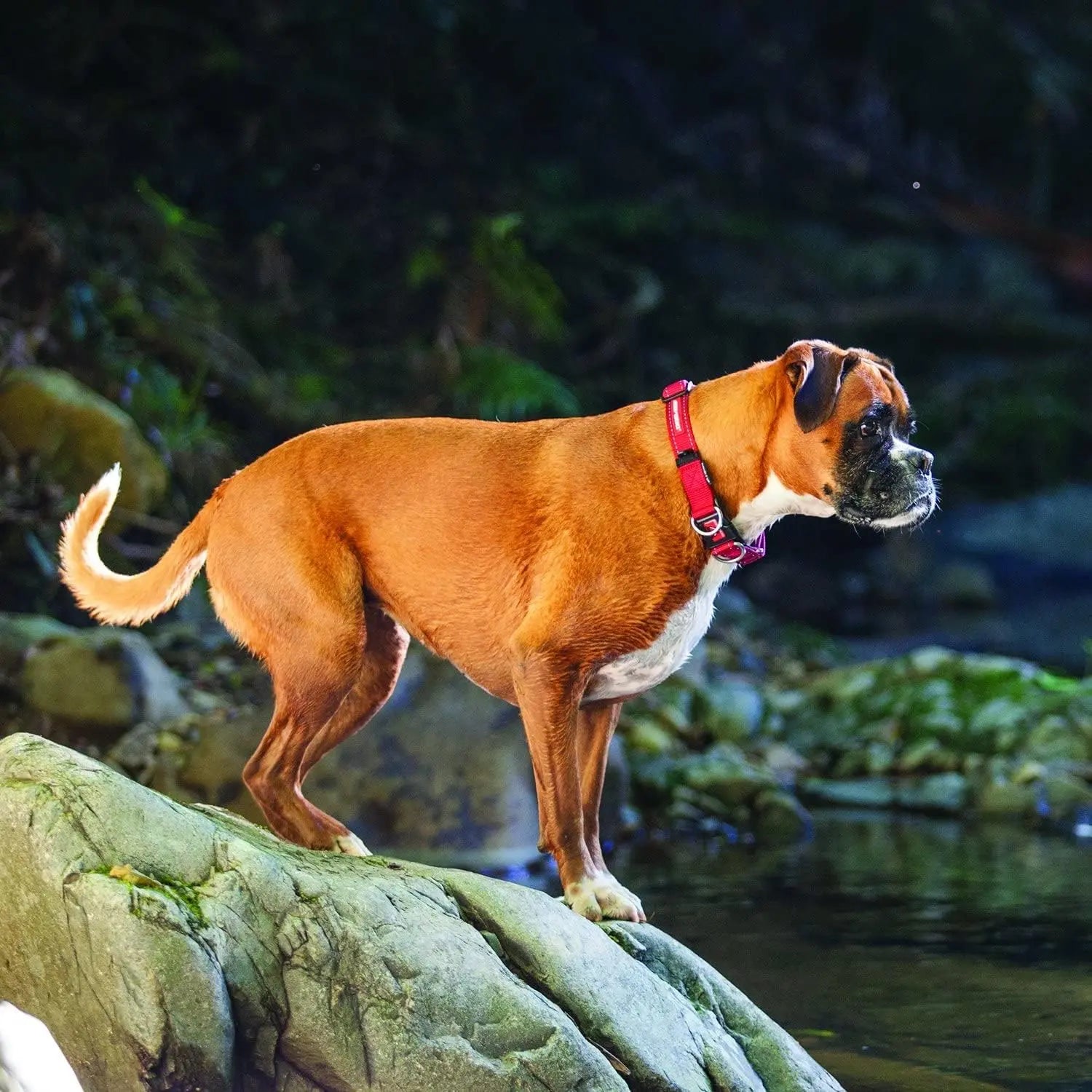 EzyDog Double - Reinforced Premium Reflective Nylon Dog Collar