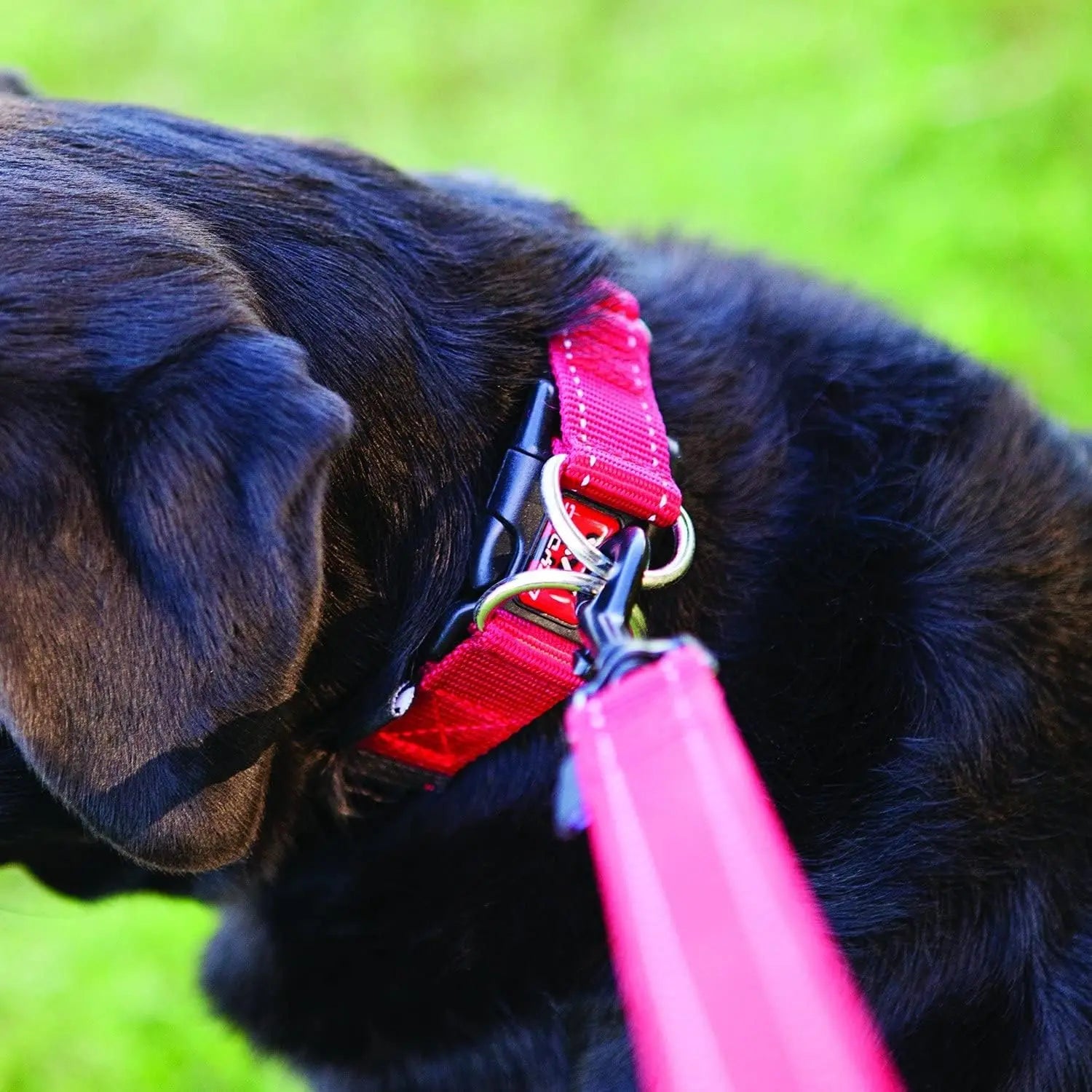 EzyDog Double - Reinforced Premium Reflective Nylon Dog Collar