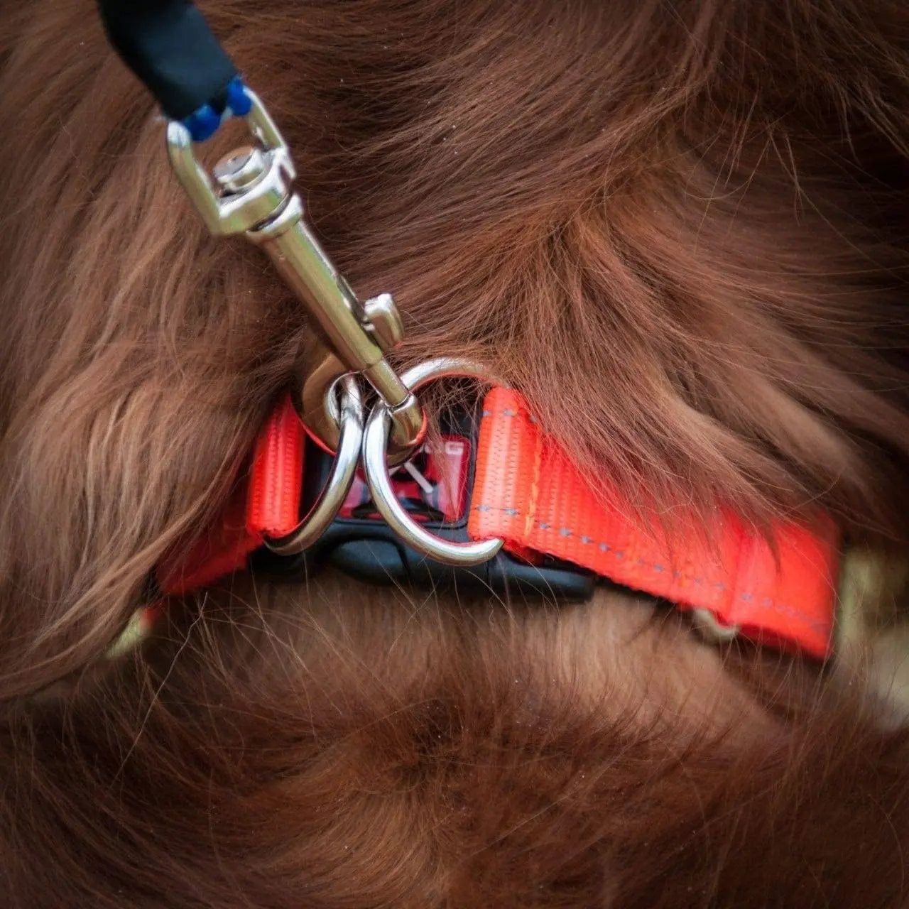 EzyDog Double - Reinforced Premium Reflective Nylon Dog Collar