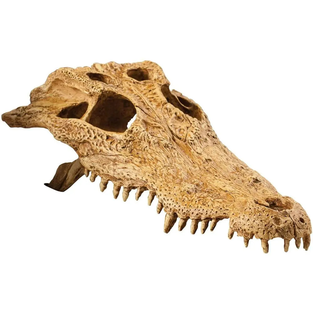 Exo Terra Decorative Crocodile Skull for Terrariums - Realistic Terrarium Ornament