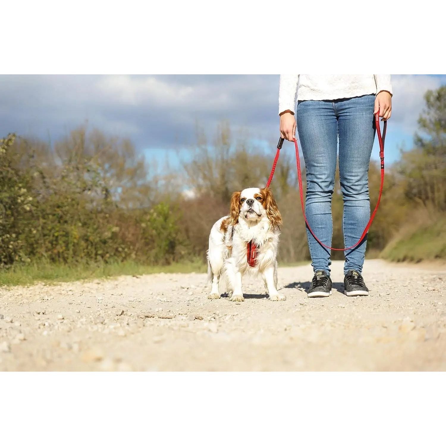 EzyDog 72-Inch Zero Shock Lite Bungee Dog Leash for Small Breeds