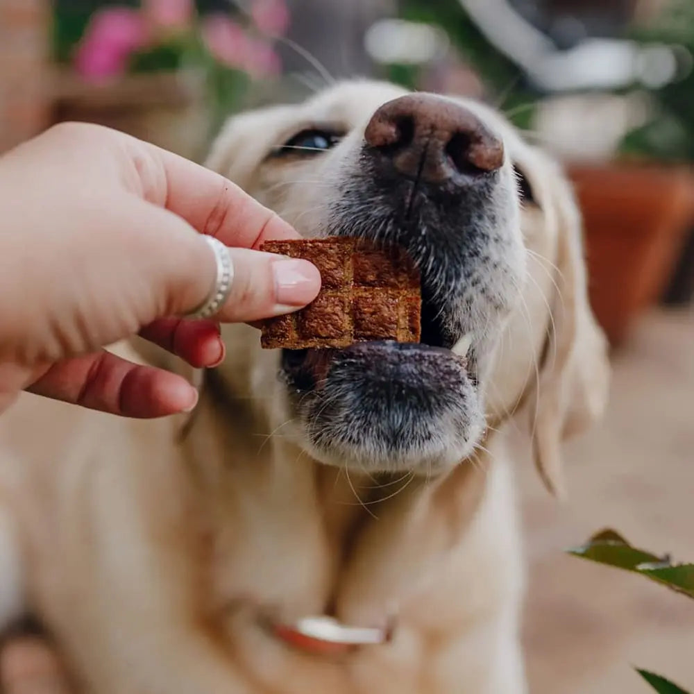 5 oz Shameless Pets High - Quality Jerky Bite Doggie Treats