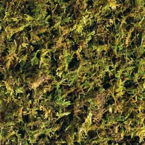 Exo Terra Tropical Forest Moss - Ideal Substrate for Reptile and Amphibian Terrariums