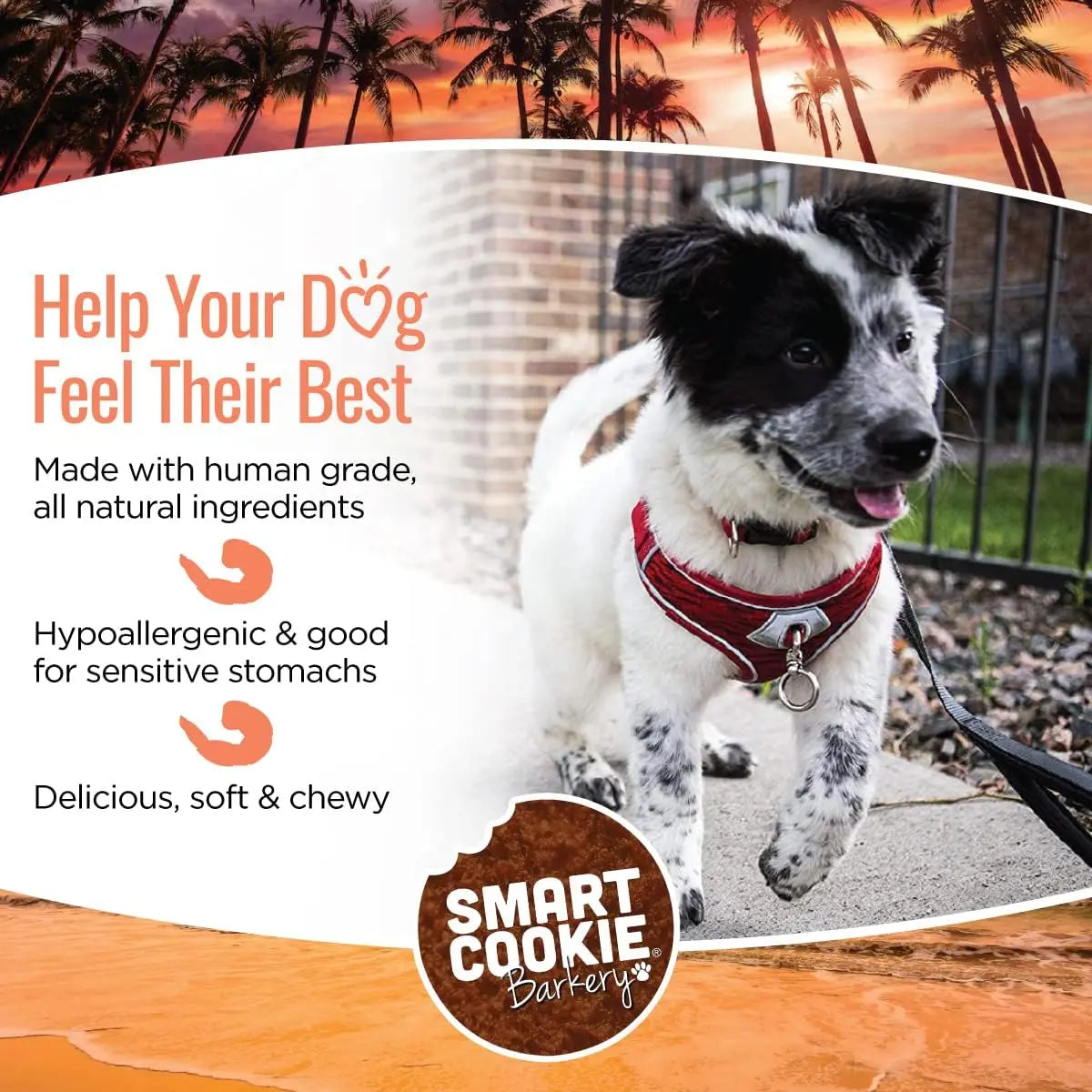 Smart Cookie Grain-Free Soft and Chewy Dog Treats with Shrimp and Coconut, 5 Ounce Pack