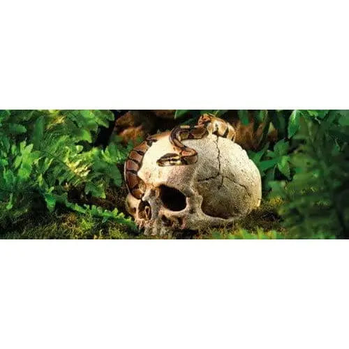 Exo Terra Realistic Primate Skull Decoration for Terrariums