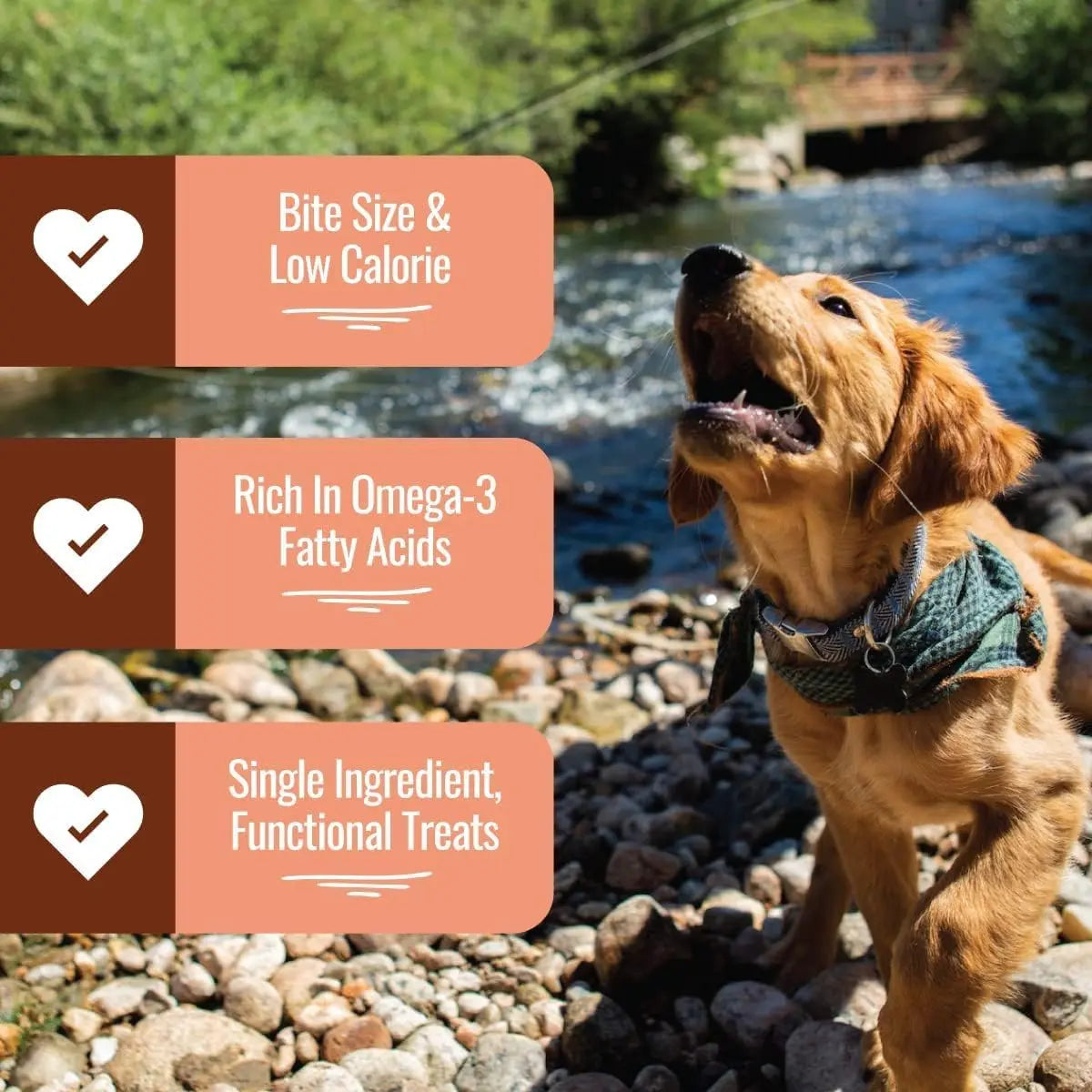 2oz Smart Cookie Premium Freeze - Dried Wild Salmon Treats for Dogs