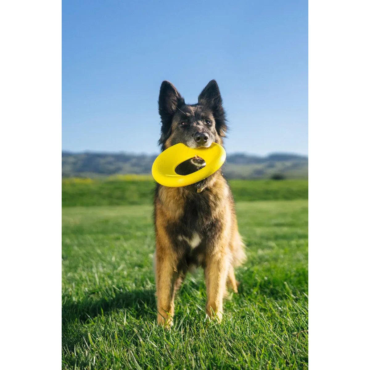 Earth Rated Yellow TPE Dog Flying Disc Toy for Interactive Play