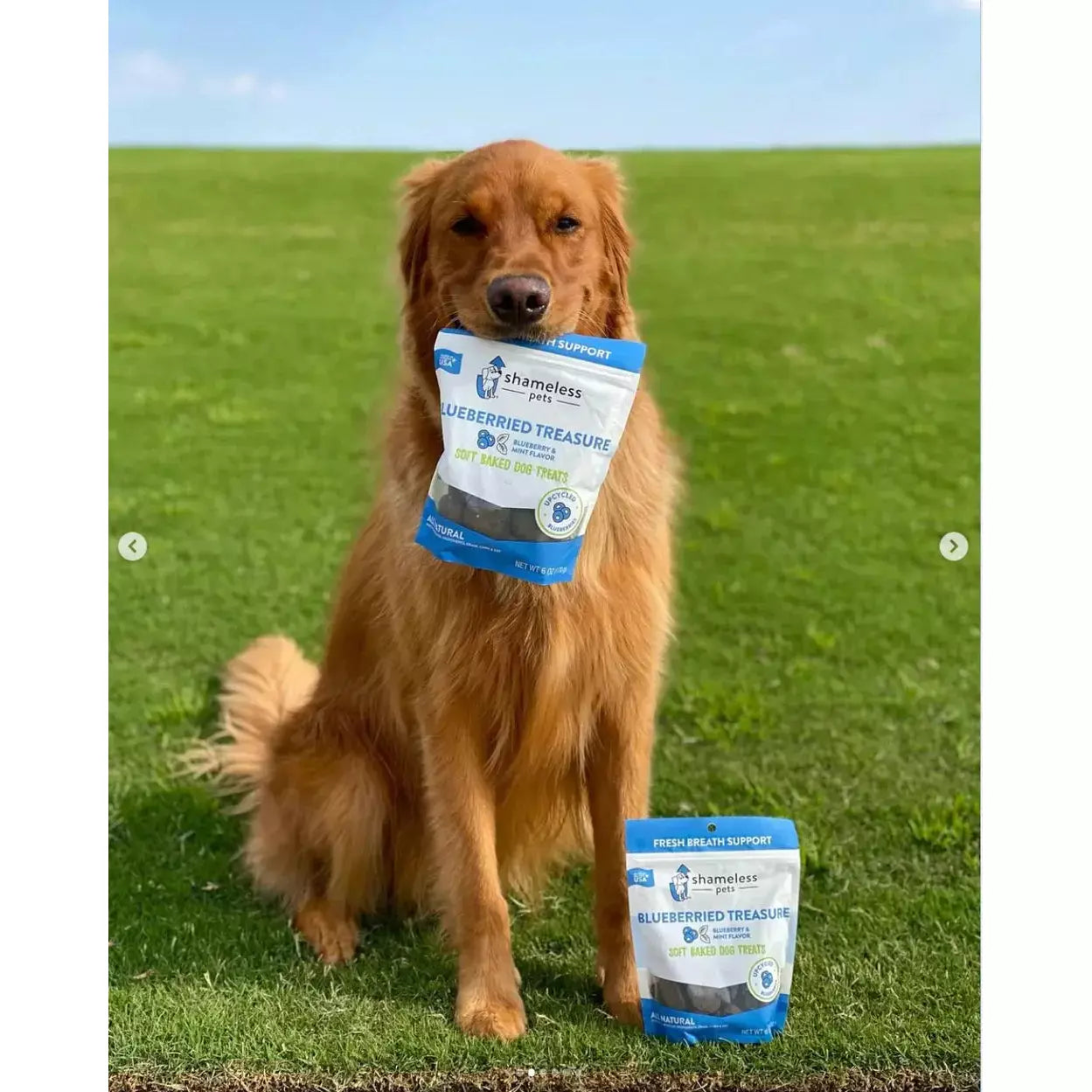 Shameless Pets Blueberry - Infused Soft Baked Delightful Dog Treats: A Treasure for Your Furry Friend
